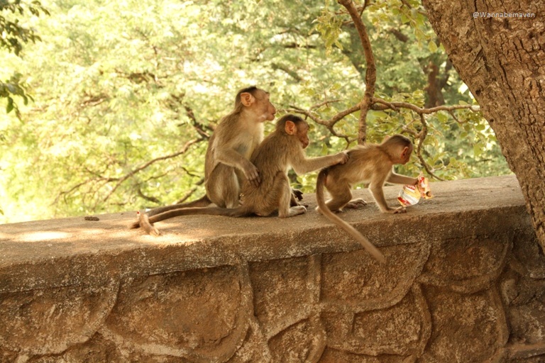 Monkeys near Kanehri caves - Sanjay Gandhi National park