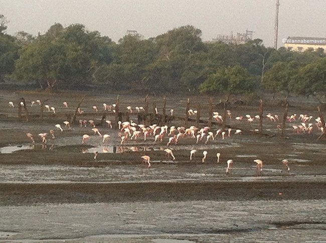 sewri jetty flamingos