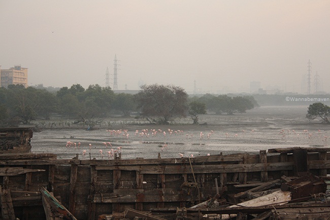 Sewri Jetty flamingos - Shipwreck
