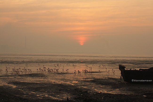 Sewri jetty flamingos - Sunrise
