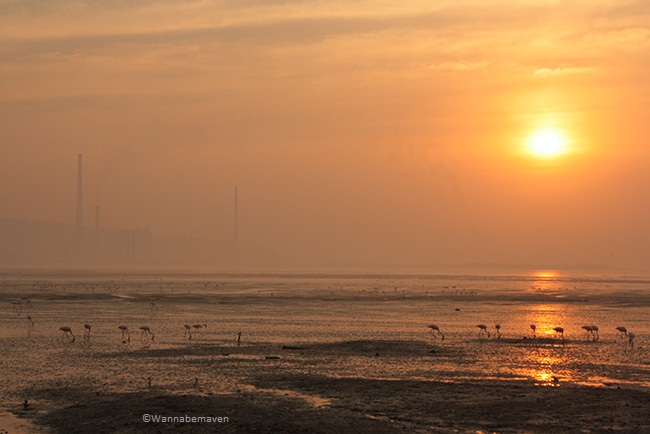 Sewri jetty flamingos - Sunrise view