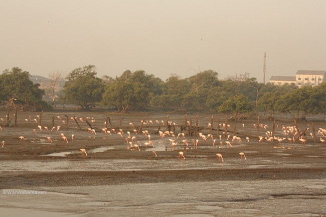 sewri jetty flamingos