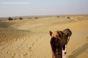 Thar Desert - Prince Desert camp - best desert camp in jaisalmer