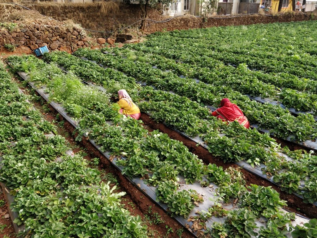 mahabaleshwar for families- strawberry farms