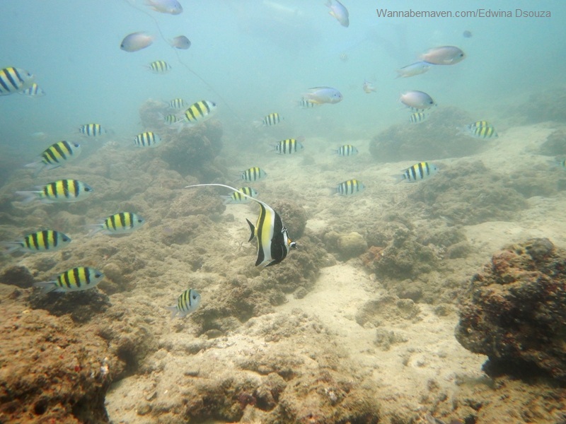 diving in andaman-havelock-swaraj dweep